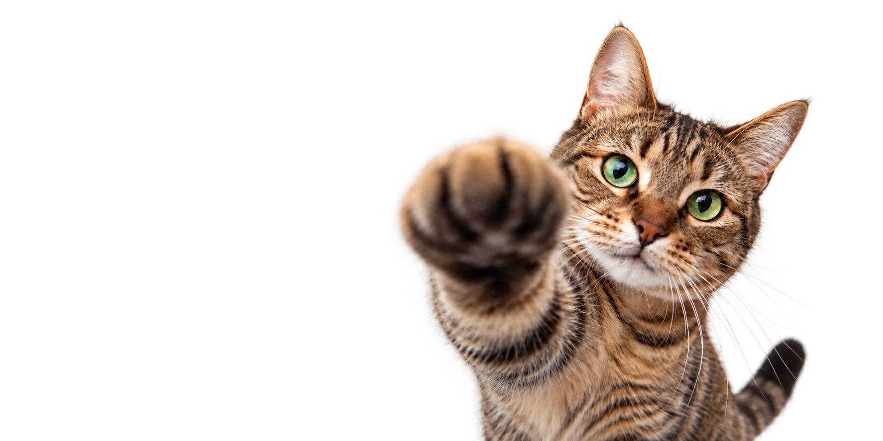 A curious cat reaching a paw toward the camera